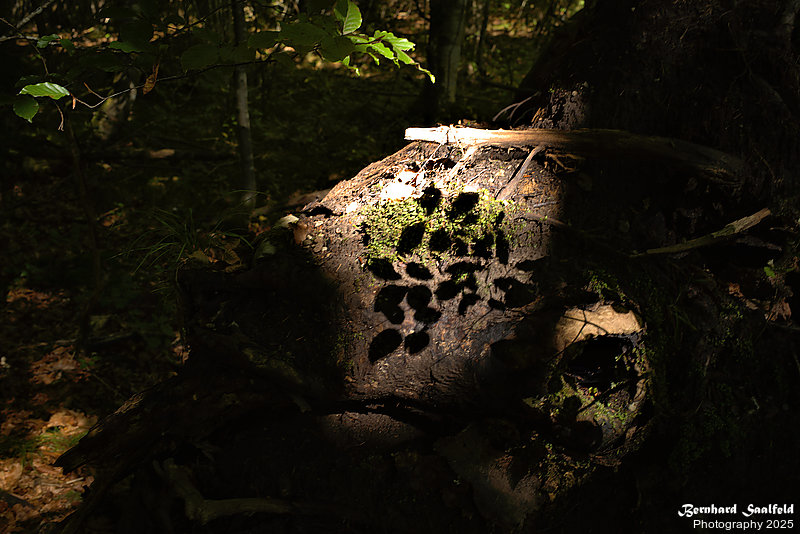 Bernhard Saalfeld - Fischen Rubi (9v9)